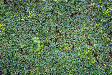 Green leaves wall for use as a background.