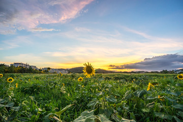 landscape of west lake in hangzhou china
