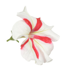red stripe white petunia isolate on white