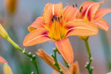 Fototapeta premium beautiful orange lily flower in the garden