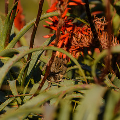 Four-striped Grass Mouse