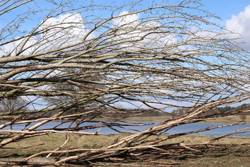 tree on the beach