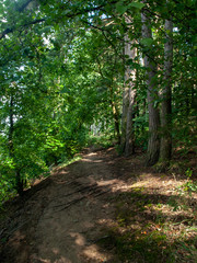 Forest path 2 