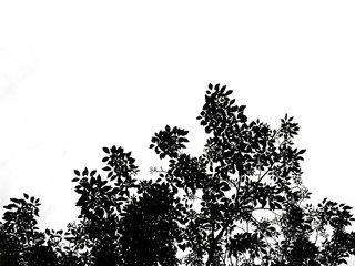 dark tone of treetop isolated on white background