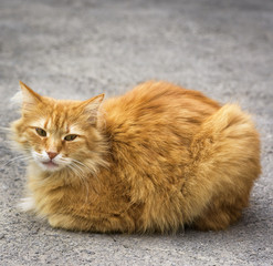 Fototapeta na wymiar big red cat sitting on the asphalt