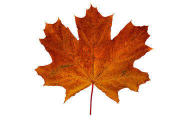 brightly red orange dry maple leaf on white background