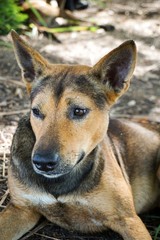 close up cute dog in country Thailand