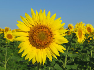 Blooming sunflowers on clear blue sky background. Sunflowers field in sunny day, picturesque summer landscape