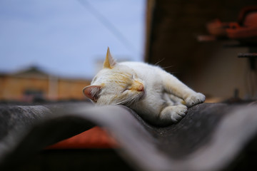 white cat sleeping on the roof