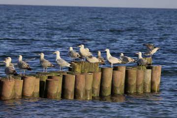 Naklejka premium Heringsmöwe (Larus fuscus)