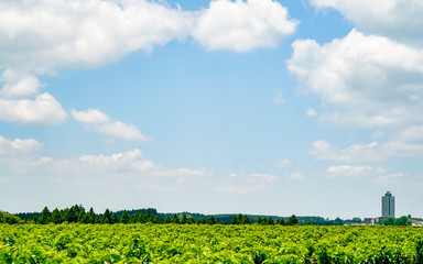 産山村　桑畑