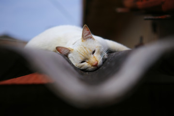 white cat sleeping on the roof