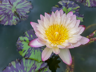 Beautiful pink water lily flower with Yellow Pollen on white background.
