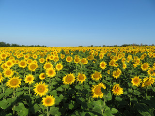 Sunflowers field and clear blue sky. Blooming sunflowers in sunny day, picturesque summer landscape