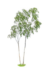 Eucalyptus tree on white background