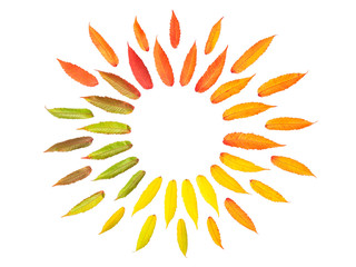 Autumn tree leaves white background Flat lay