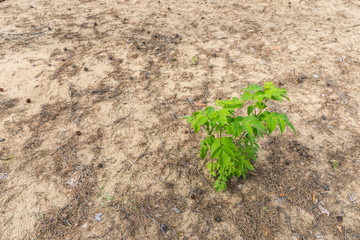 green bush on sandy soil