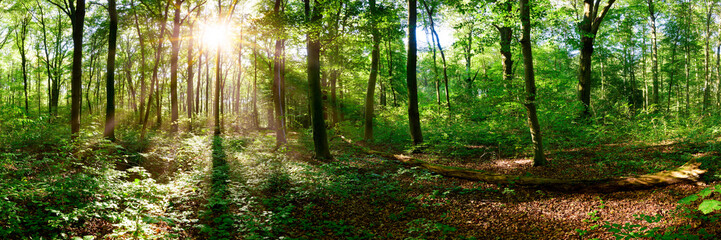 Obraz premium Beautiful forest panorama in Summer with bright sun shining through the trees
