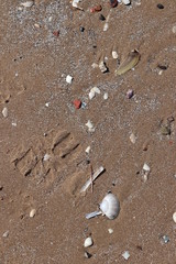 shells on the beach