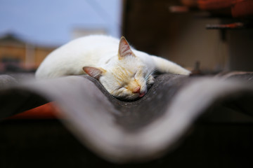 white cat sleeping on the roof
