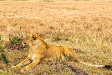 Obraz na płótnie Canvas A large lioness lies on the grass. Masai Mara, Africa