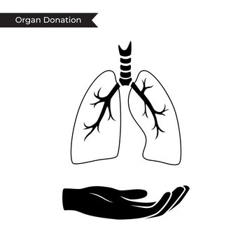 Vector isolated illustration of lung