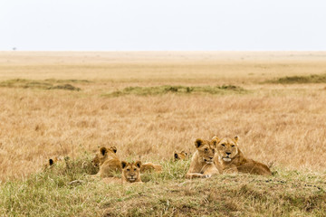 A small pride of young lions is resting in the savannah. Masai Mara, Africa