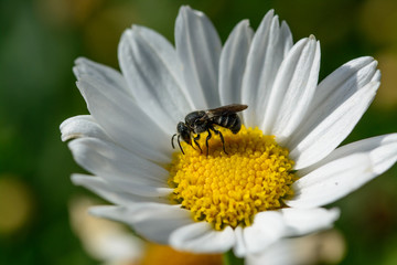 Biene auf Blume