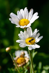 Biene auf zwei Blüten
