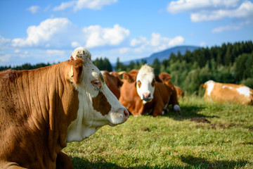 Kühe im Bayerischen Wald