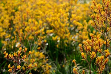 Sunshine in a meadow of bright yellow flowers in the northern Andes mountains of South America.