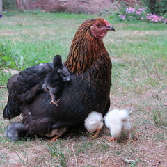 chicken chick, cute, lively, freshly born on the 1st outing with the mother on the farm