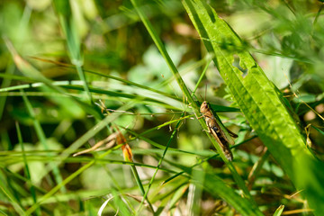 Grashüpfer im Gras