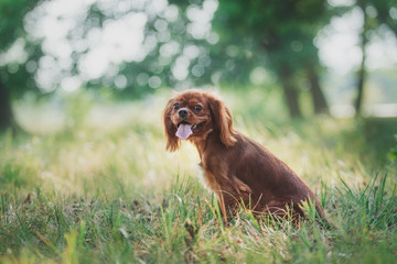 Cavalier King Charles Spaniel