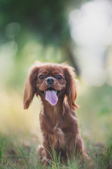 Cavalier King Charles Spaniel