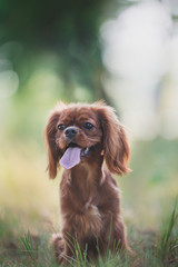 Cavalier King Charles Spaniel