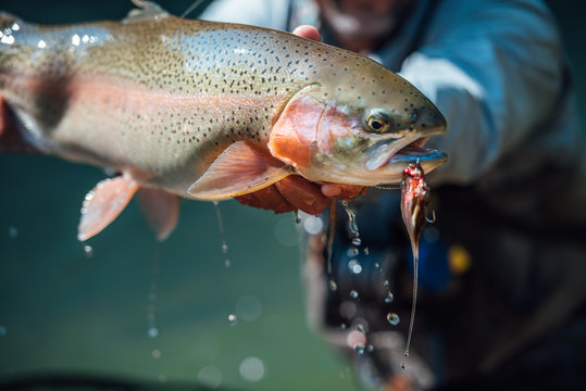 Fly Fishing for Trout 