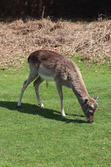 deer in zoo