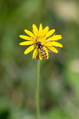 Schwebfliege auf gelber Blüte