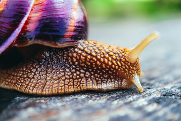 One snail on the natural background, macro view.  Big beautiful helix with spiral shell.