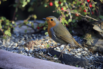 Rotkehlchen (Erithacus rubecula)