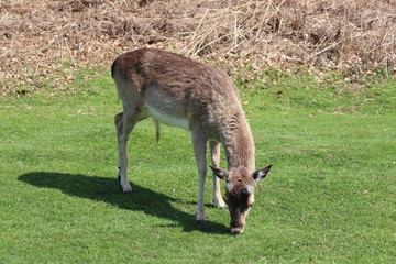 deer in the zoo