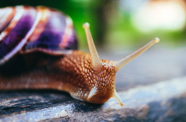 One snail on the natural background, macro view.  Big beautiful helix with spiral shell.