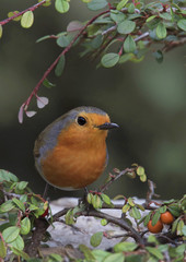 Rotkehlchen (Erithacus rubecula)