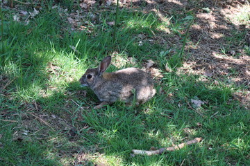 hare in grass