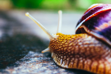 One snail on the natural background, macro view.  Big beautiful helix with spiral shell.