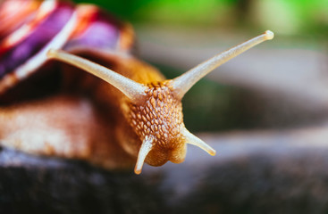One snail on the natural background, macro view.  Big beautiful helix with spiral shell.
