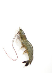 One raw shrimp  on white