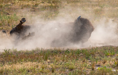 Obraz na płótnie Canvas A Bison Taking a Dust Bath on a Hot Summer Day