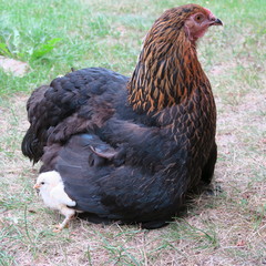 chicken chick, cute, lively, freshly born on the 1st outing with the mother on the farm